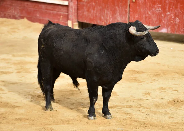 西班牙公牛谈斗牛的传统奇观 — 图库照片