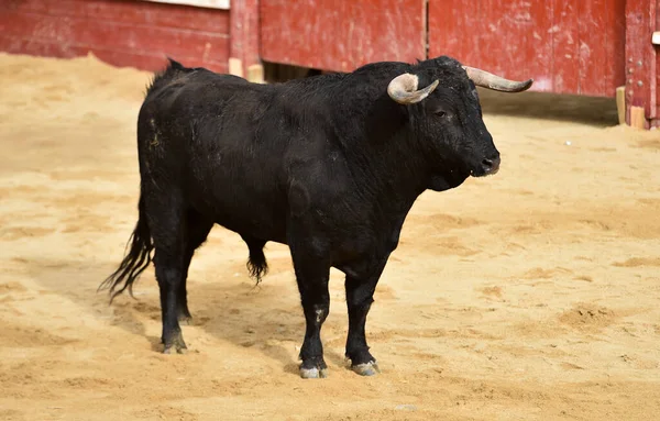 Toro Español Tradicional Espectáculo Corridas Toros — Foto de Stock