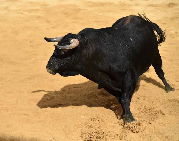 闘牛の伝統的な光景にスペインの雄牛は — ストック写真