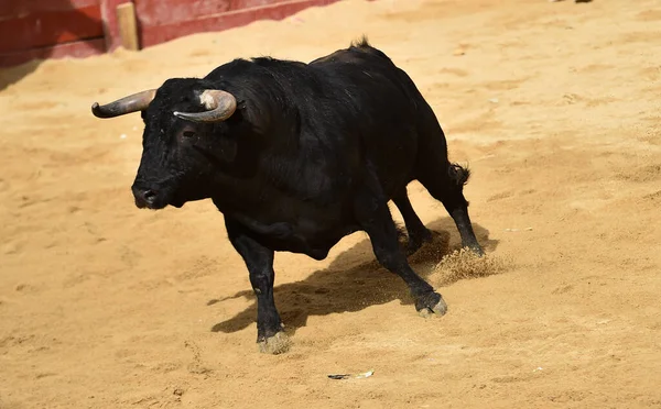 Toro Negro Espectáculo Español Corridas Toros — Foto de Stock