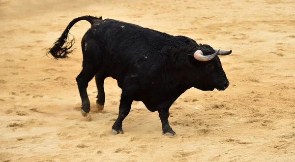 Een Zwarte Stier Het Spaanse Spektakel Van Het Stierengevecht — Stockfoto