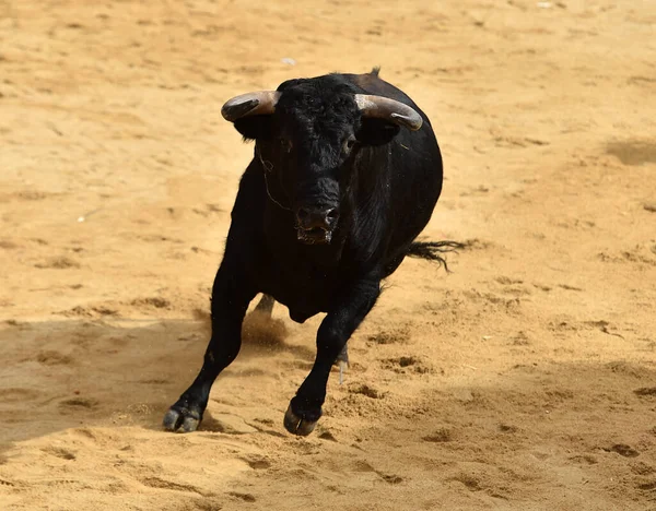 Spanyol Boğa Güreşi Gösterisinde Siyah Bir Boğa — Stok fotoğraf