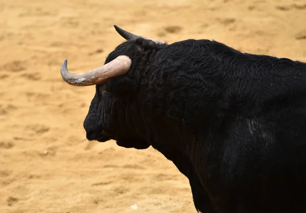 Toro Negro Espectáculo Español Corridas Toros —  Fotos de Stock