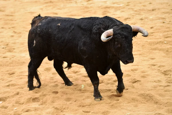 Een Zwarte Stier Het Spaanse Spektakel Van Het Stierengevecht — Stockfoto