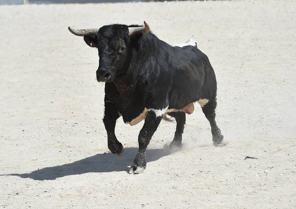 Spaanse Zwarte Stier Het Spaanse Spektakel Van Stierenvechten — Stockfoto