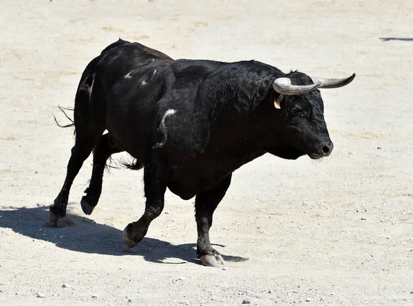 Spanischer Schwarzer Stier Auf Dem Spanischen Stierkampf Spektakel — Stockfoto