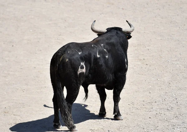 Banteng Hitam Spanyol Pada Tontonan Pertarungan Banteng Spanyol — Stok Foto