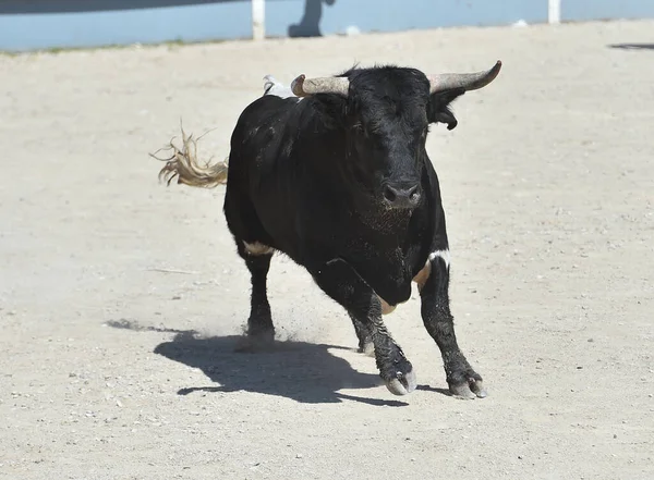 Spanish Black Bull Spanish Spectacle Bullfight — Stock Photo, Image