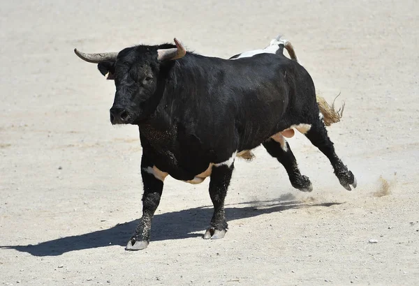Spanyol Fekete Bika Spanyol Látványosság Bikaviadal — Stock Fotó
