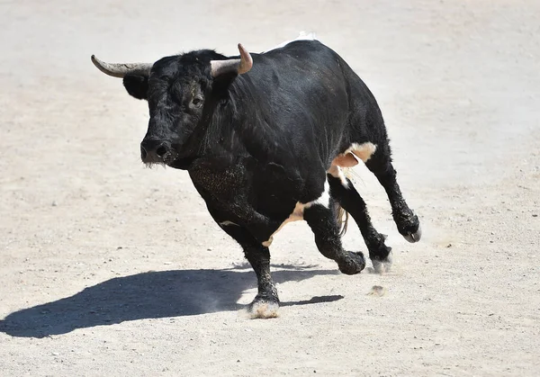 Spanya Boğa Güreşi Gösterisinde Spanyol Siyah Boğası — Stok fotoğraf