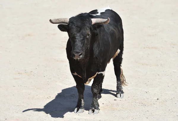闘牛のスペインの光景にスペインの黒牛 — ストック写真