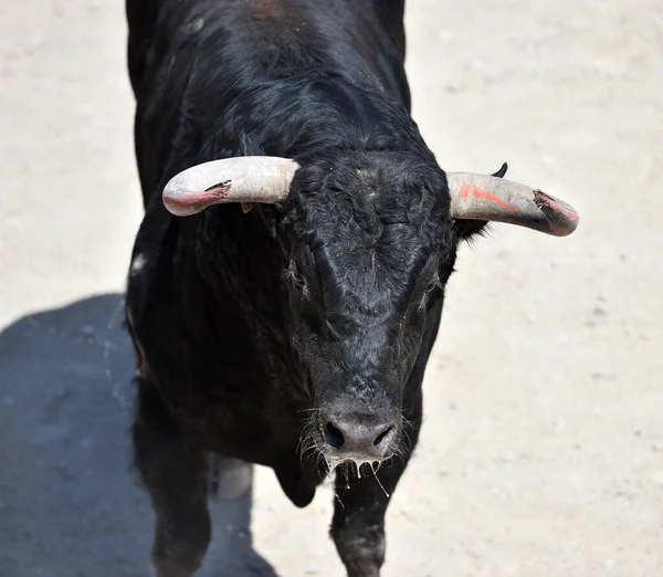 闘牛のスペインの光景にスペインの黒牛 — ストック写真