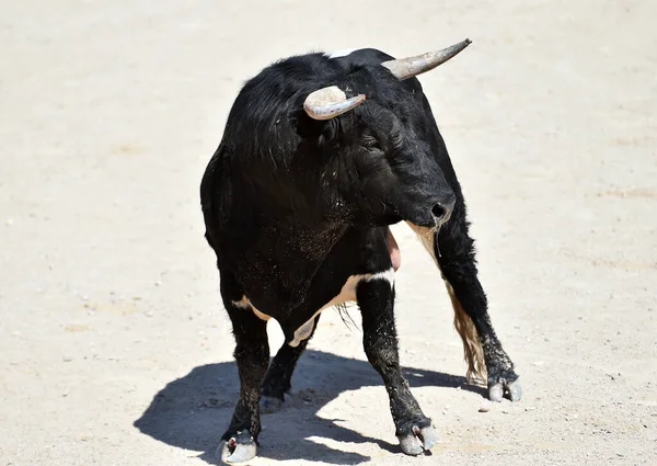 Taureau Noir Espagnol Sur Spectacle Espagnol Corrida — Photo