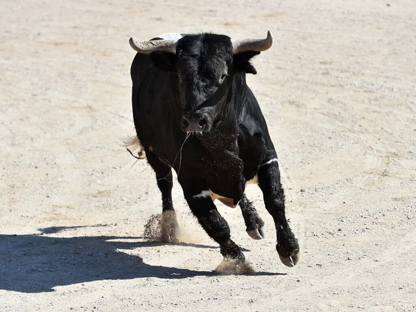 Spanish Black Bull Spanish Spectacle Bullfight — Stock Photo, Image