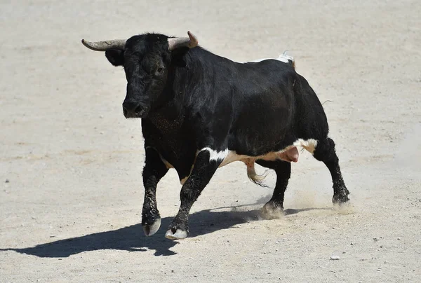 西班牙黑牛与西班牙斗牛奇观 — 图库照片