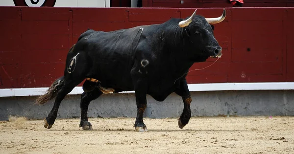 spanish black bull with big horns running