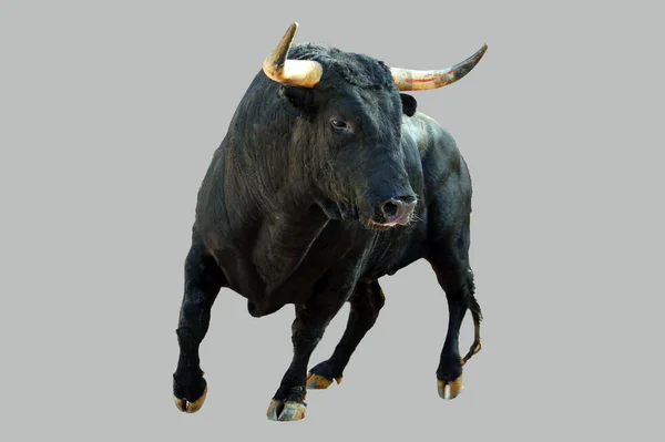 Spagnolo Toro Nero Con Grandi Corna Esecuzione — Foto Stock