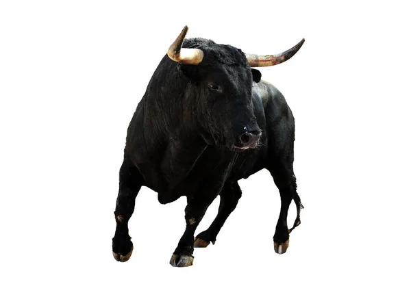 Spanish Black Bull Big Horns Running — Stock Photo, Image