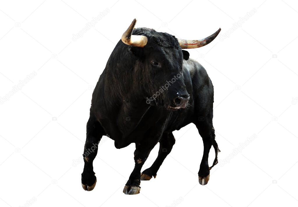 spanish black bull with big horns running