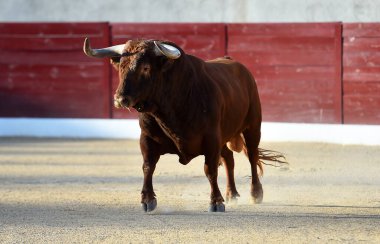 Geleneksel boğa güreşi gösterisinde boynuzlu bir boğa.