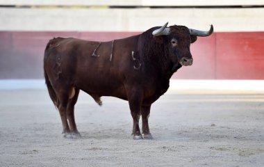 Geleneksel boğa güreşi gösterisinde boynuzlu bir boğa.