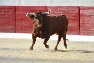 Geleneksel boğa güreşi gösterisinde boynuzlu bir boğa.