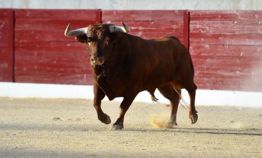 Geleneksel boğa güreşi gösterisinde boynuzlu bir boğa.