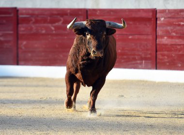 Geleneksel boğa güreşi gösterisinde boynuzlu bir boğa.