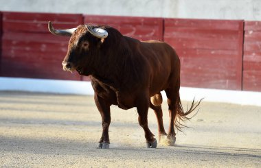 Geleneksel boğa güreşi gösterisinde boynuzlu bir boğa.