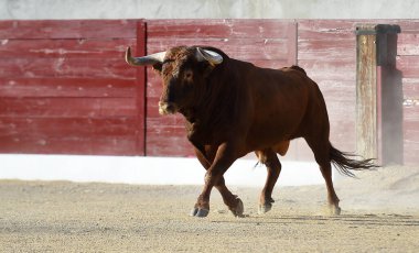 Geleneksel boğa güreşi gösterisinde boynuzlu bir boğa.