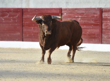 Geleneksel boğa güreşi gösterisinde boynuzlu bir boğa.