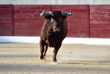 Geleneksel boğa güreşi gösterisinde boynuzlu bir boğa.