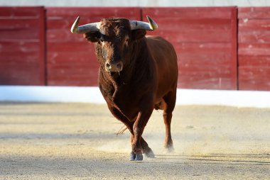 Geleneksel boğa güreşi gösterisinde boynuzlu bir boğa.