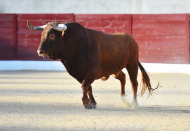 Geleneksel boğa güreşi gösterisinde boynuzlu bir boğa.