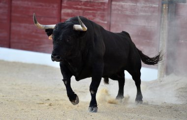 Geleneksel boğa güreşi gösterisinde boynuzlu bir boğa.