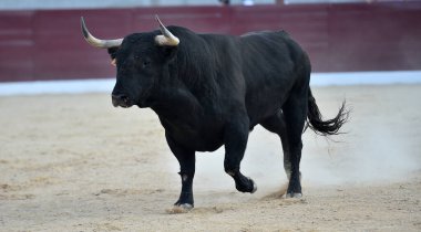 Geleneksel boğa güreşi gösterisinde boynuzlu bir boğa.