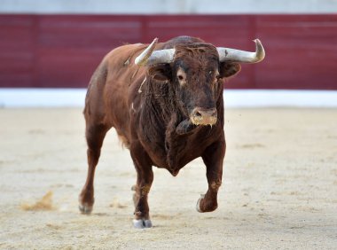 Geleneksel boğa güreşi gösterisinde boynuzlu bir boğa.