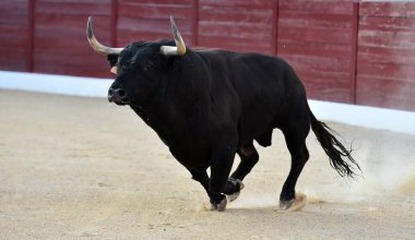Geleneksel boğa güreşi gösterisinde boynuzlu bir boğa.