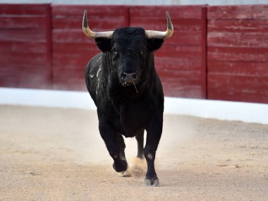 Geleneksel boğa güreşi gösterisinde boynuzlu bir boğa.