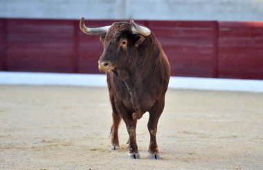 Geleneksel boğa güreşi gösterisinde boynuzlu bir boğa.