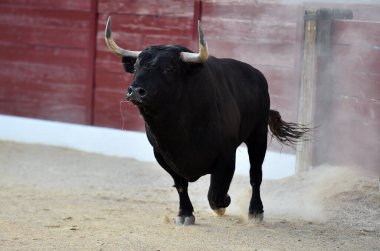 Geleneksel boğa güreşi gösterisinde boynuzlu bir boğa.
