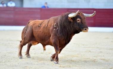 Geleneksel boğa güreşi gösterisinde boynuzlu bir boğa.