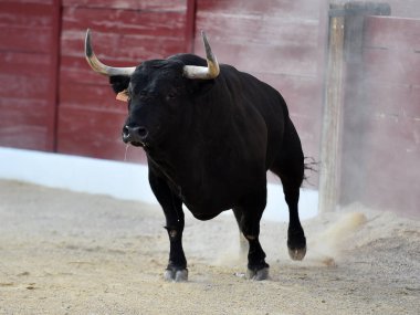 Geleneksel boğa güreşi gösterisinde boynuzlu bir boğa.
