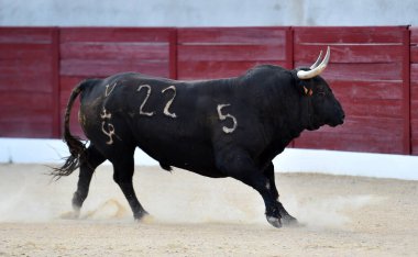 Geleneksel boğa güreşi gösterisinde boynuzlu bir boğa.