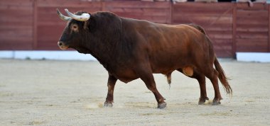 Geleneksel boğa güreşi gösterisinde boynuzlu bir boğa.