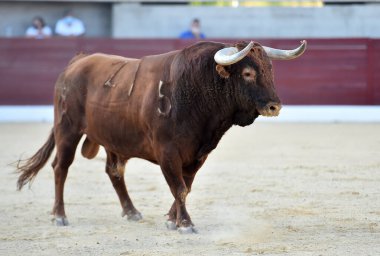 Geleneksel boğa güreşi gösterisinde boynuzlu bir boğa.
