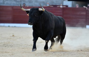 Geleneksel boğa güreşi gösterisinde boynuzlu bir boğa.