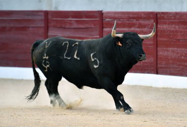 Geleneksel boğa güreşi gösterisinde boynuzlu bir boğa.
