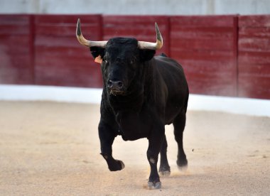 Geleneksel boğa güreşi gösterisinde boynuzlu bir boğa.