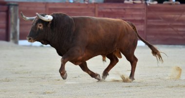 Geleneksel boğa güreşi gösterisinde boynuzlu bir boğa.